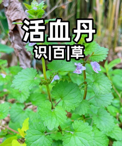 什么植物补血
