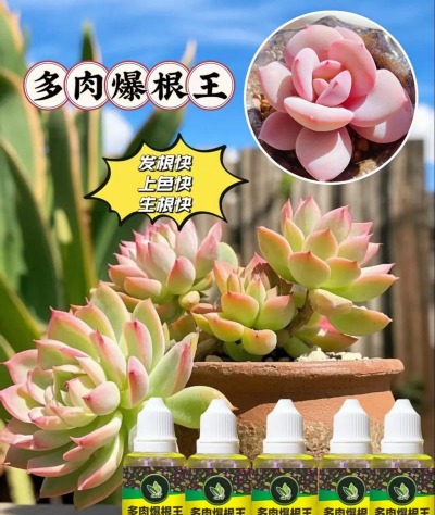 家庭养花用生根粉