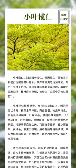 小叶榄仁被霜打要怎么办