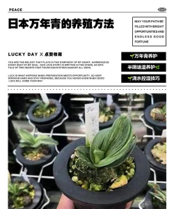 家庭养花用生根粉