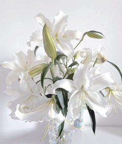 白百合花代表什么