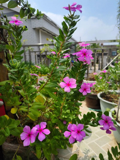 家庭养花用生根粉