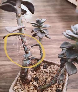 家庭养花用生根粉