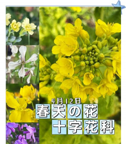 十字花科植物有哪些