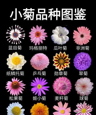 有哪些菊花