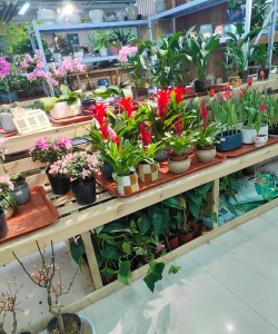 家庭养花用生根粉