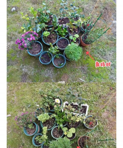 家庭养花用生根粉