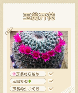 玉翁什么时候开花