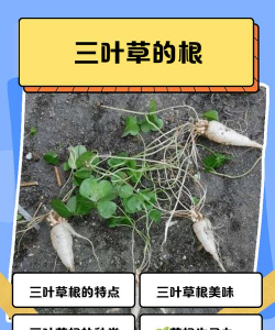 三叶草用根怎么种植方法