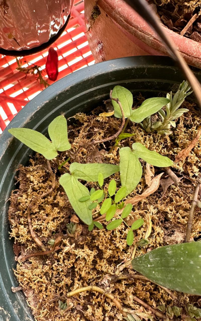 家庭养花用生根粉