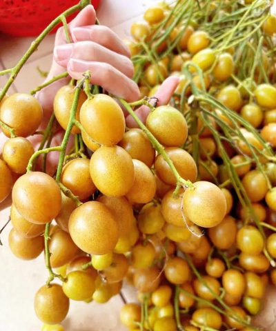 黄皮水果有哪些