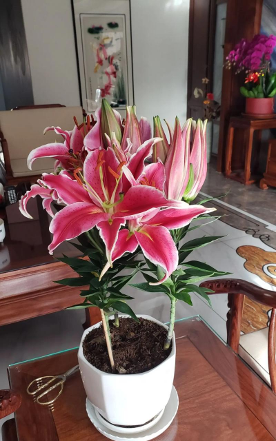 家庭养花用生根粉