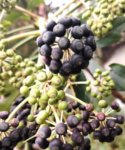 八角金盘下垂了怎么办