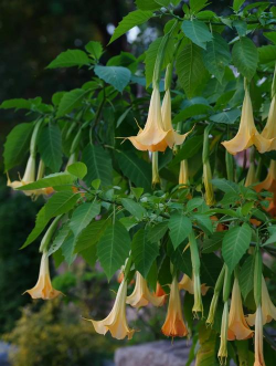 木本的花卉有哪些