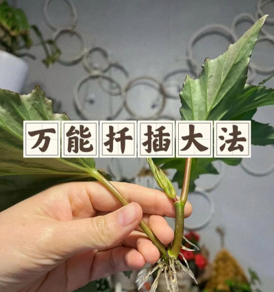 家庭养花用生根粉