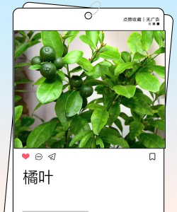 橘子叶如何保鲜