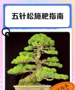 五针松施什么肥