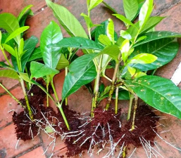 家庭养花用生根粉