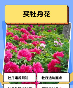 如何购买盆栽牡丹