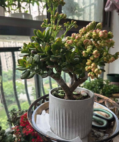 家庭养花用生根粉