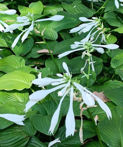 玉簪花有哪些品种