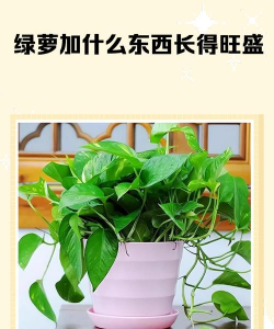 家庭养花用生根粉