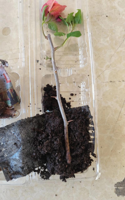 家庭养花用生根粉