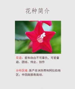 五角星花什么时候播种