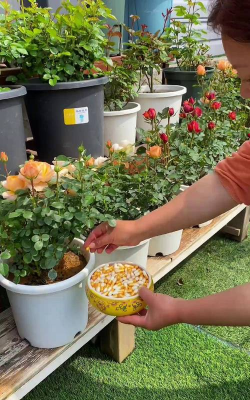 家庭养花用生根粉