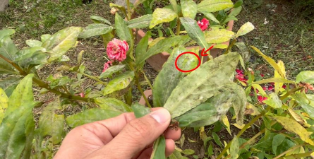 家庭养花用生根粉