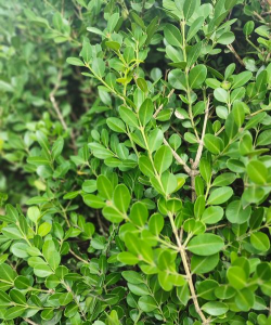 灌木类植物有哪些