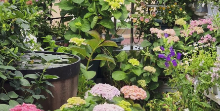 家庭养花用生根粉