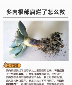 多肉拔出来根烂了怎么办