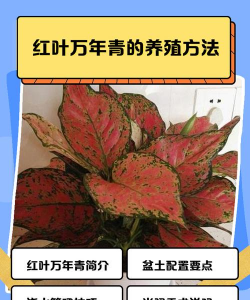 万年青叶子变红怎么救
