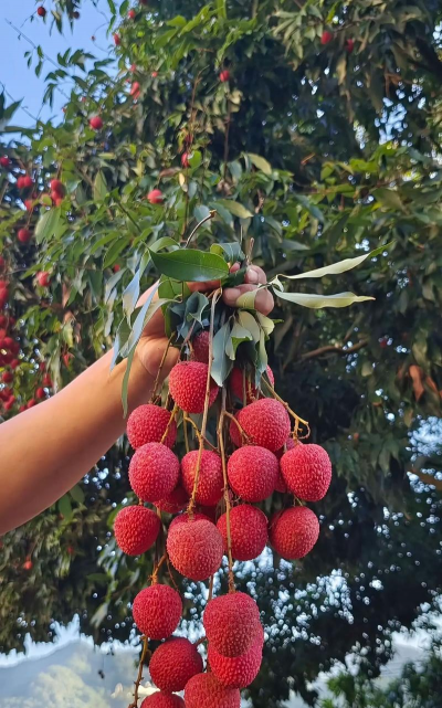 状元红又叫什么荔枝