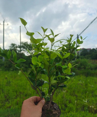 金森女贞的容器苗栽培技术