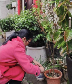 家庭养花用生根粉