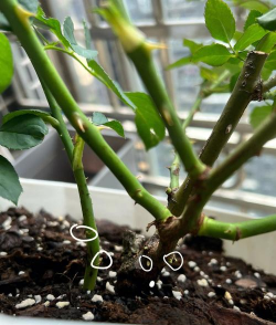 家庭养花用生根粉