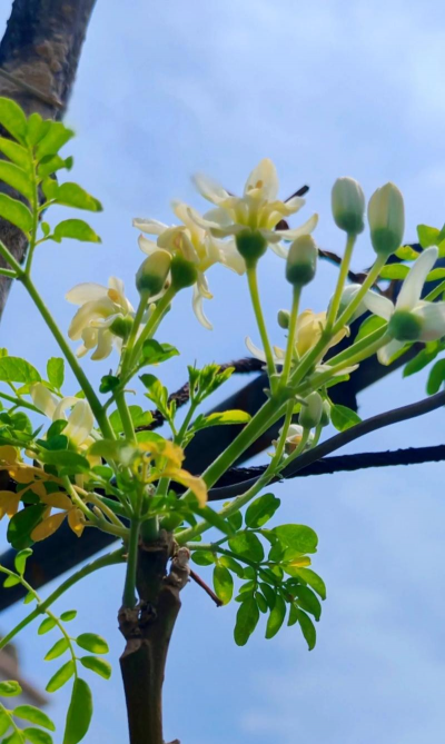 辣木籽花有什么作用