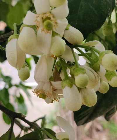 柚子什么时候开花结果