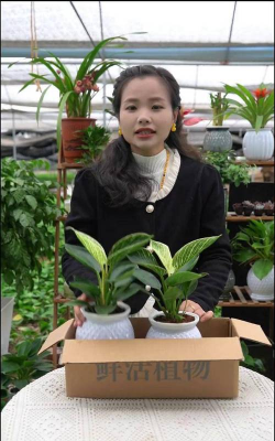 家庭养花用生根粉