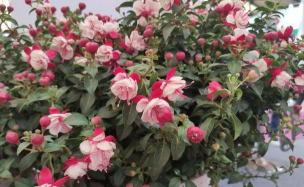 家庭养花用生根粉