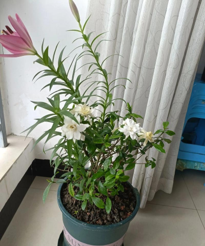 家庭养花用生根粉