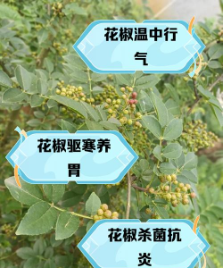 花椒养什么