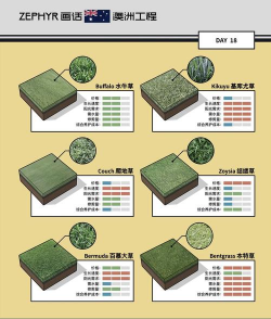 草坪有哪些品种