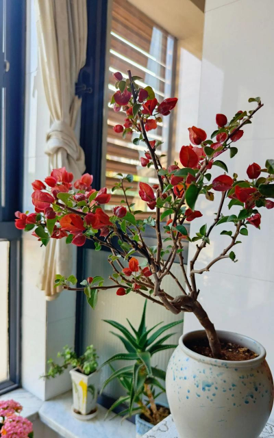 家庭养花用生根粉