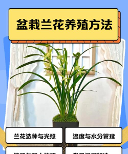 兰草花七月份怎么养