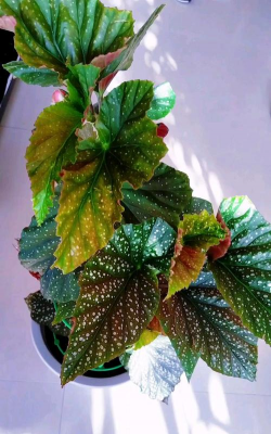 家庭养花用生根粉