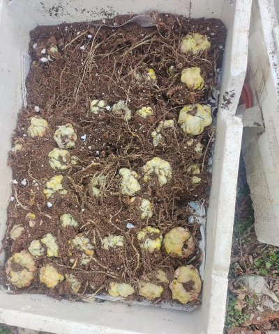 家庭养花用生根粉