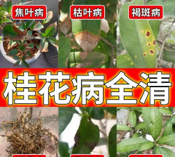 家庭养花用生根粉